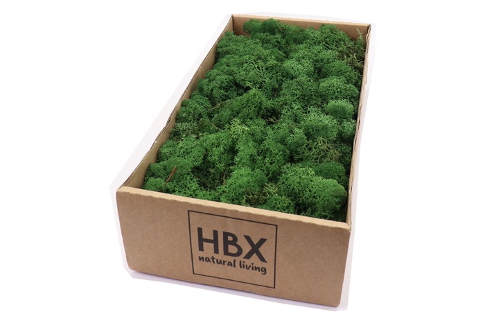 <h4>Moss Reindeer Moss 500gr Moss Green</h4>