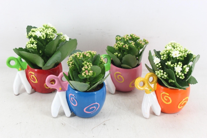 <h4>arr2 JS - Ker. potje met schaar mix x8</h4>