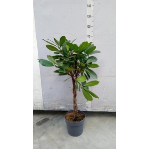 Ficus cyathistipula