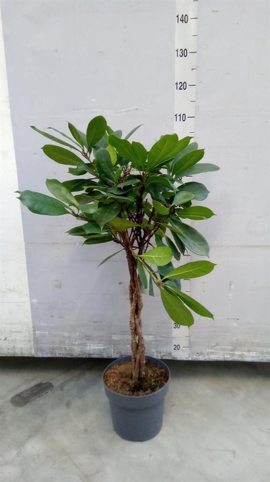 <h4>Ficus cyathistipula</h4>