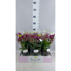 Phalaenopsis multi.   ...red