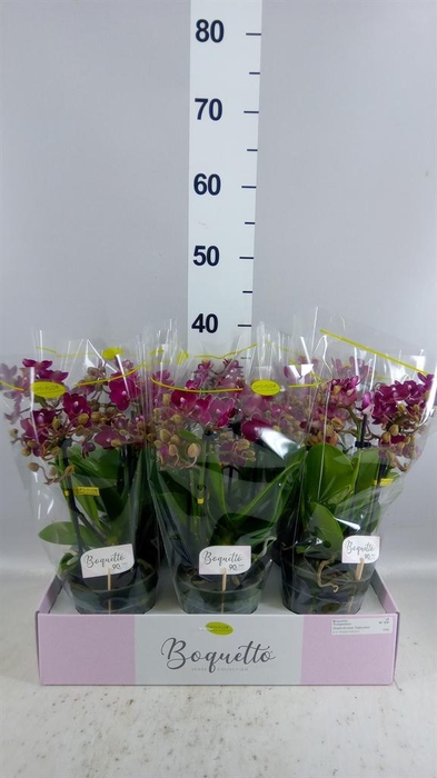 <h4>Phalaenopsis multi.   ...red</h4>