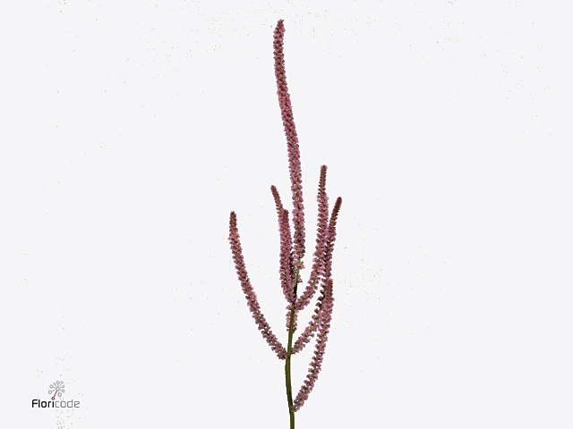 Psylliostachys Suwor Flowergarden