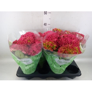 Hydrangea mac. 'Hi Fire'