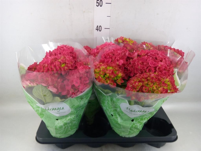 <h4>Hydrangea mac. 'Hi Fire'</h4>