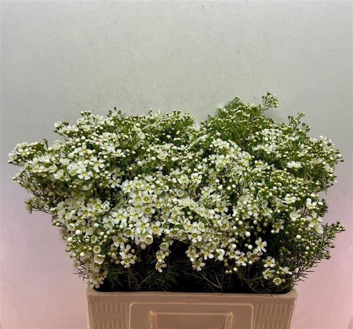 <h4>Chame Un Jupiter Moon</h4>