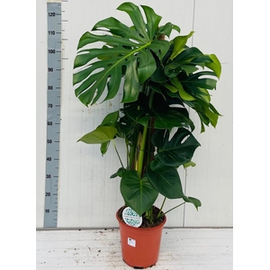 MONSTERA DELICIOSA