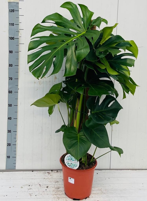 <h4>MONSTERA DELICIOSA</h4>