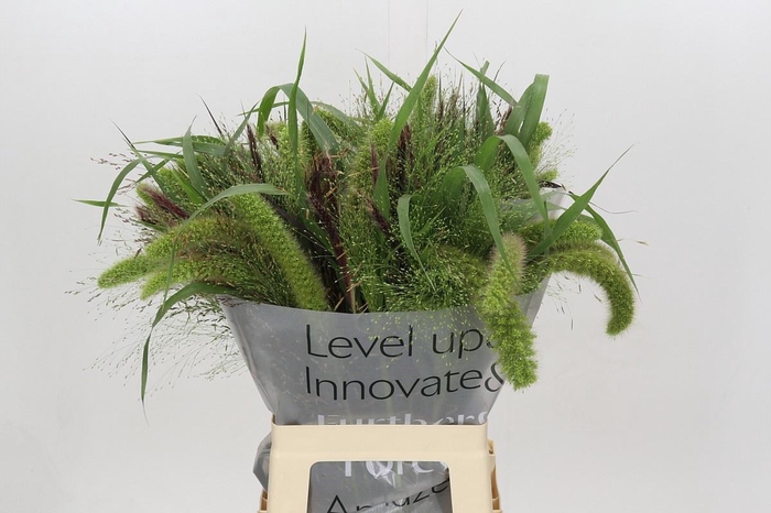 <h4>SIERGR GEM FUST</h4>