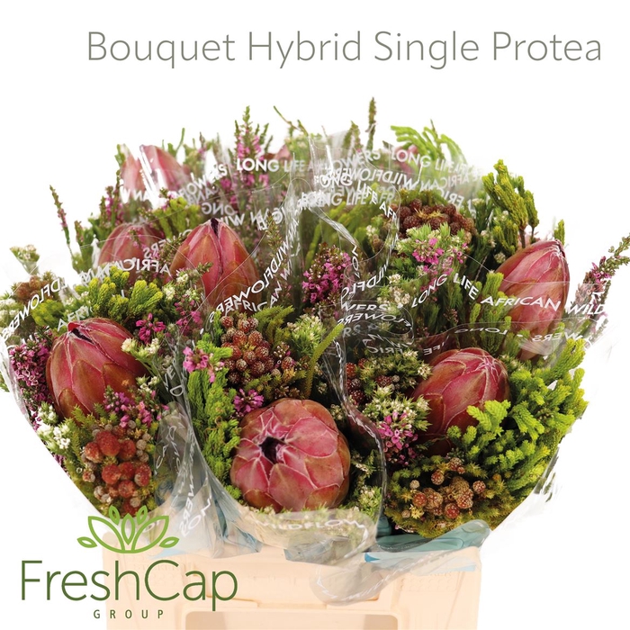 <h4>Bouquet Hybrid Single Protea</h4>