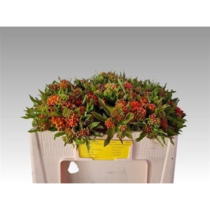 Ascl Tuberosa