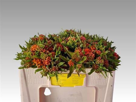 <h4>Ascl Tuberosa</h4>