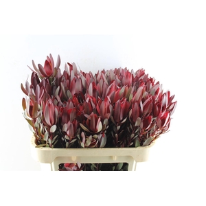 Leucad Saf Sunset Spray