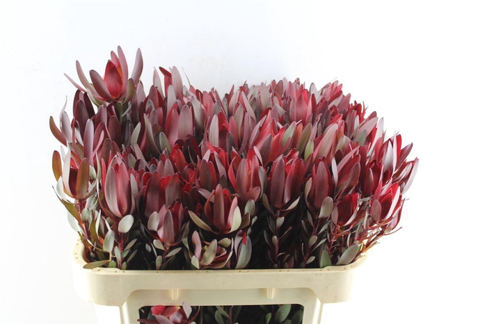 <h4>Leucad Saf Sunset Spray</h4>