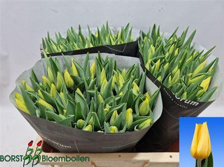 <h4>Tu En Strong Gold</h4>