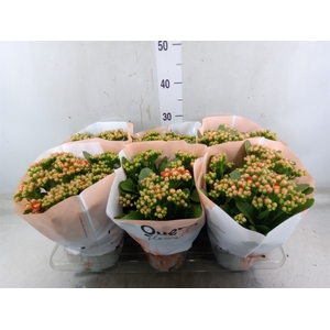 Kalanchoe  'MoreFlow Geneva'
