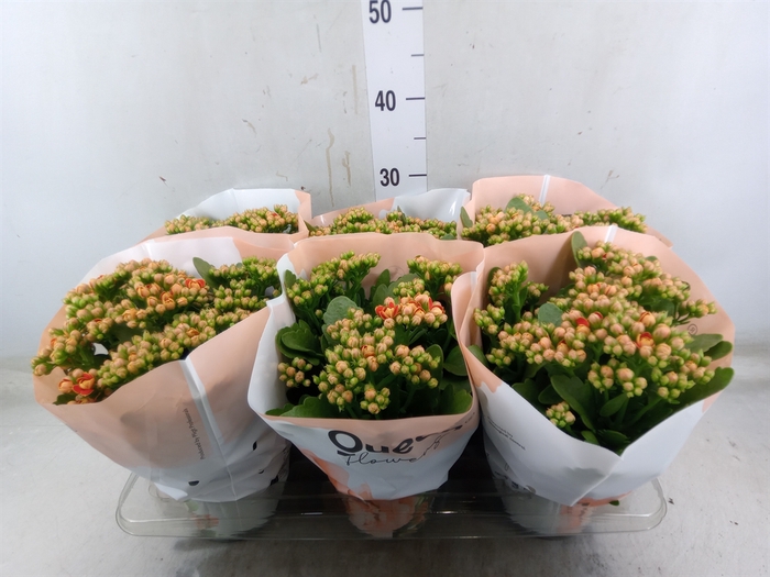 <h4>Kalanchoe  'MoreFlow Geneva'</h4>