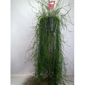 Rhipsalis floccosa