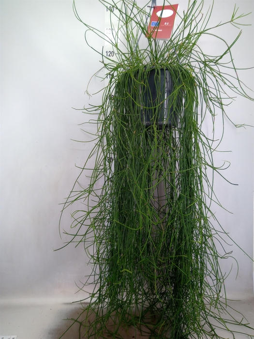 <h4>Rhipsalis floccosa</h4>