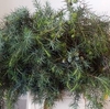 GARLAND WACHOLDER (JUNIPER)