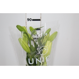 LIRIO RODENGO 090 CM HT 2/3 FLS BRANCO