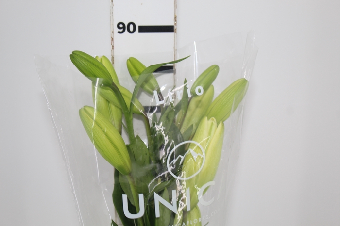 <h4>LIRIO RODENGO 090 CM HT 2/3 FLS BRANCO</h4>