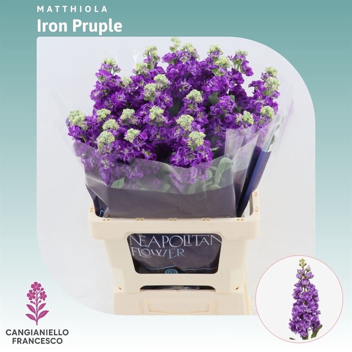 <h4>Matthiola Iron Purple</h4>
