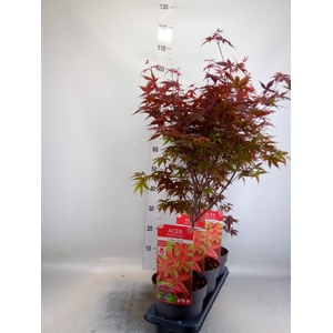 Acer palmatum