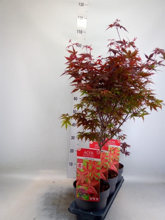 Acer palmatum