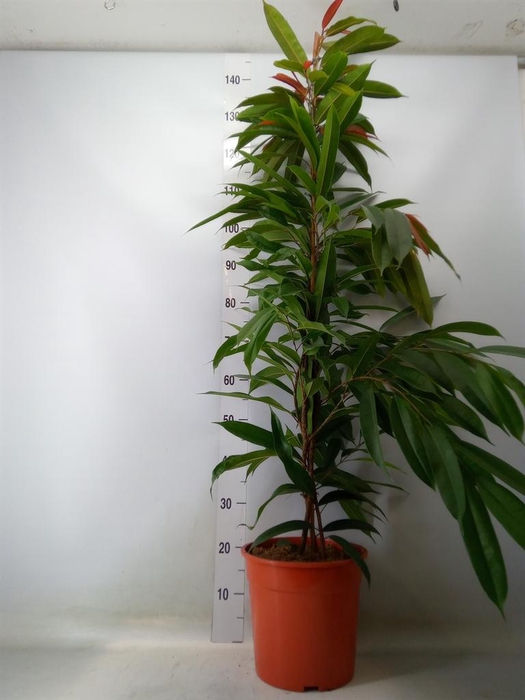<h4>Ficus binn. 'Amstel King'</h4>