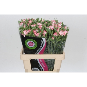 Dianthus Tr Symply Strike