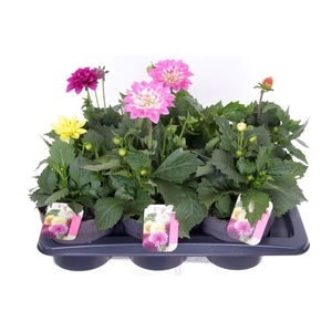 Dahlia Pompon Beach mix