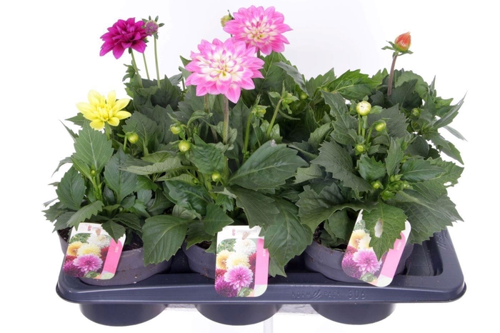 <h4>Dahlia Pompon Beach mix</h4>