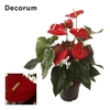 Anth. Famous Red P24 Decorum
