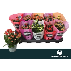 KAL GE PERF GEM 6 KL