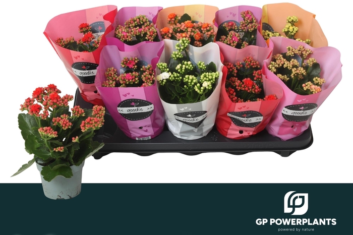 <h4>KAL GE PERF GEM 6 KL</h4>