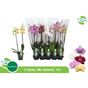 PHAL GEM