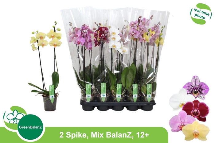 <h4>PHAL GEM</h4>