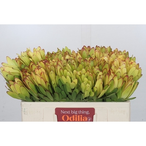 Leucadendron Goldstrike