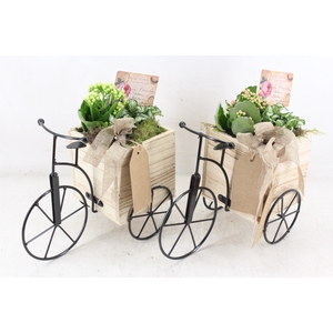 arr2 TD - Driewieler - roze/wit