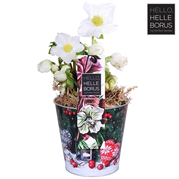 <h4>Helleborus niger Christmas Carol P12 (Naked Merry Christmas Zinc)</h4>