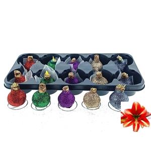 BLOEMBOL HIPPEASTRUM