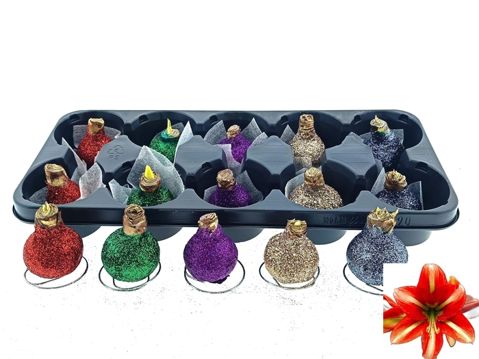 <h4>BLOEMBOL HIPPEASTRUM</h4>