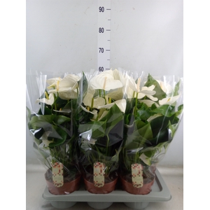 Anthurium andr. 'Alpine'
