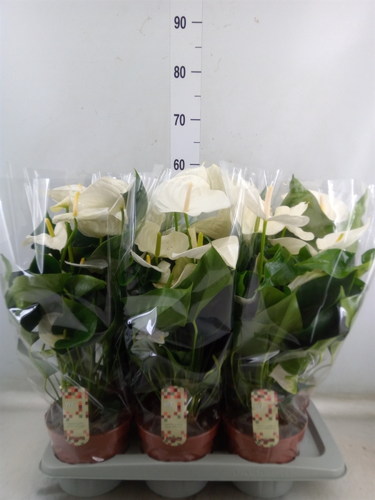 <h4>Anthurium andr. 'Alpine'</h4>
