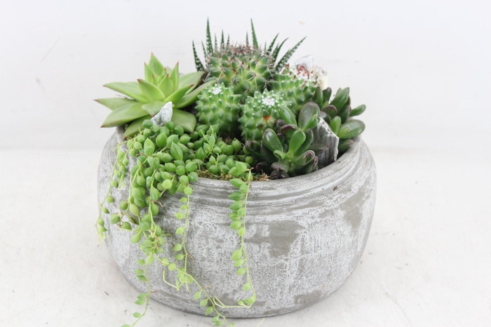 <h4>arr3 SN - Ker. rude bowl L x2</h4>