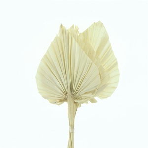 Dried Palm Spear Bleached White P St