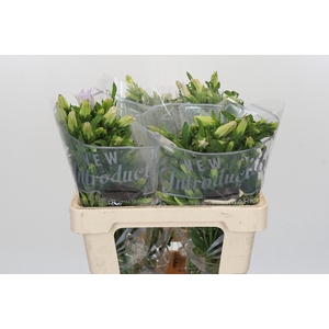 Campanula Medium Champion Lavender