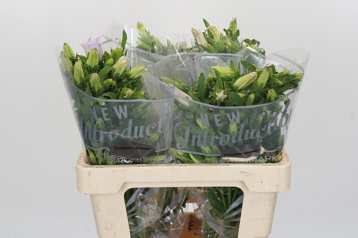 <h4>Campanula Medium Champion Lavender</h4>