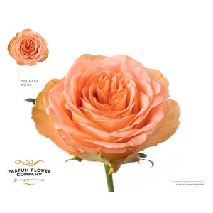 Rosa Garden Country Home